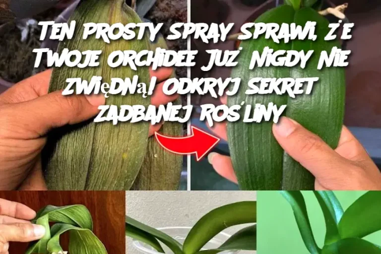 Ten Prosty Spray Sprawi, Że Twoje Orchidee Już Nigdy Nie Zwiędną! Odkryj Sekret Zadbanej Rośliny