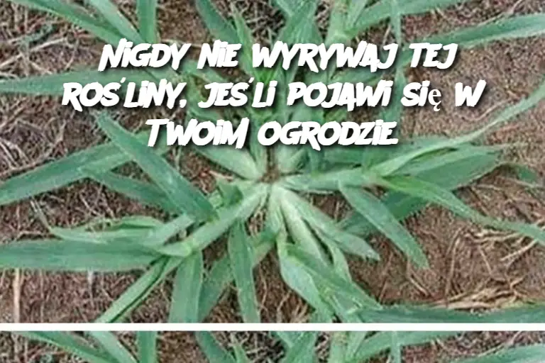 Nigdy nie wyrywaj tej rośliny, jeśli pojawi się w Twoim ogrodzie.