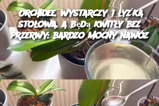 Orchidee, wystarczy 1 łyżka stołowa, a będą kwitły bez przerwy: bardzo mocny nawóz