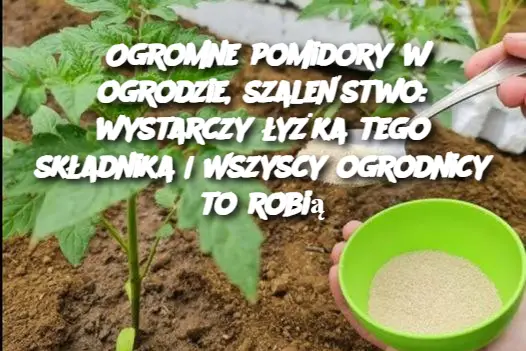 Ogromne pomidory w ogrodzie, szaleństwo: wystarczy łyżka tego składnika | Wszyscy ogrodnicy to robią