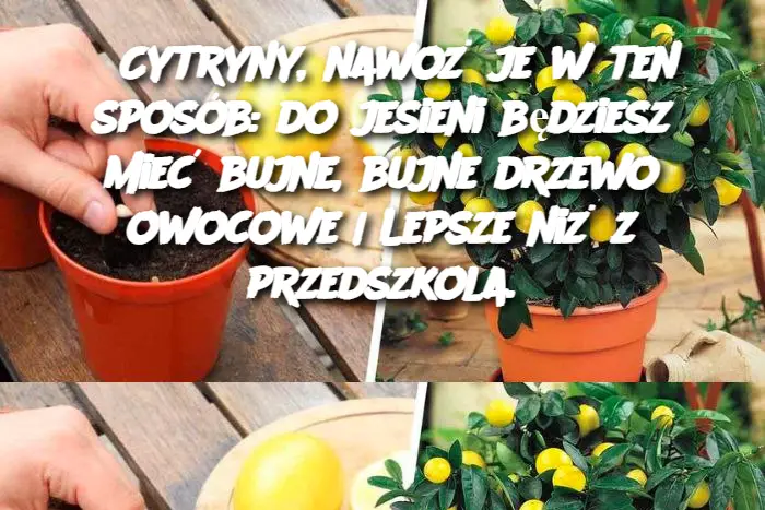 Cytryny, nawoż je w ten sposób: do jesieni będziesz mieć bujne, bujne drzewo owocowe | Lepsze niż z przedszkola.