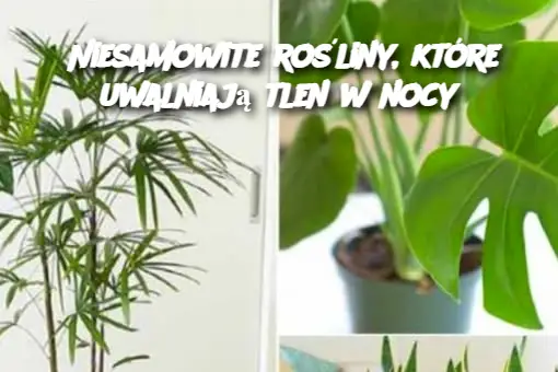 Niesamowite rośliny, które uwalniają tlen w nocy