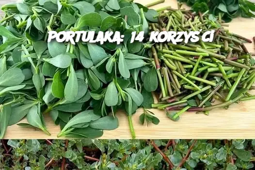 Portulaka: 14 korzyści