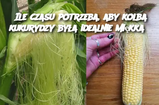 Ile czasu potrzeba, aby kolba kukurydzy była idealnie miękka?