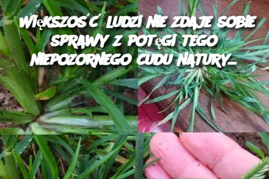 Większość ludzi nie zdaje sobie sprawy z potęgi tego niepozornego cudu natury...