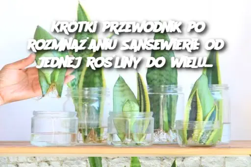 Krótki przewodnik po rozmnażaniu Sansewierii: od jednej rośliny do wielu...