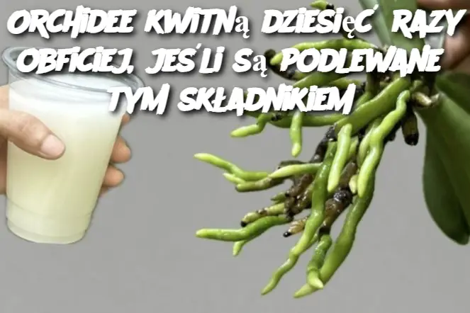 Orchidee kwitną dziesięć razy obficiej, jeśli są podlewane tym składnikiem