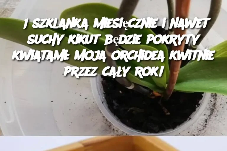 1 szklanka miesięcznie i nawet suchy kikut będzie pokryty kwiatami: moja orchidea kwitnie przez cały rok!