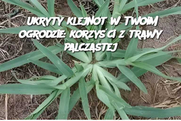 Ukryty klejnot w Twoim ogrodzie: korzyści z trawy palczastej