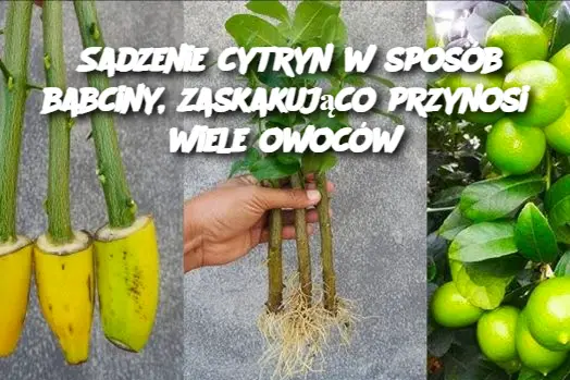 Sadzenie cytryn w sposób babciny, zaskakująco przynosi wiele owoców