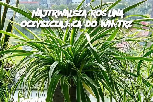 Najtrwalsza roślina oczyszczająca do wnętrz