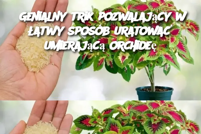 Genialny trik pozwalający w łatwy sposób uratować umierającą orchideę