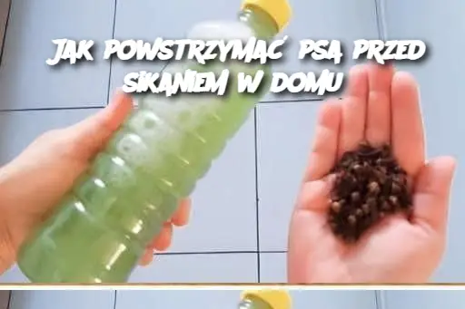 Jak powstrzymać psa przed sikaniem w domu