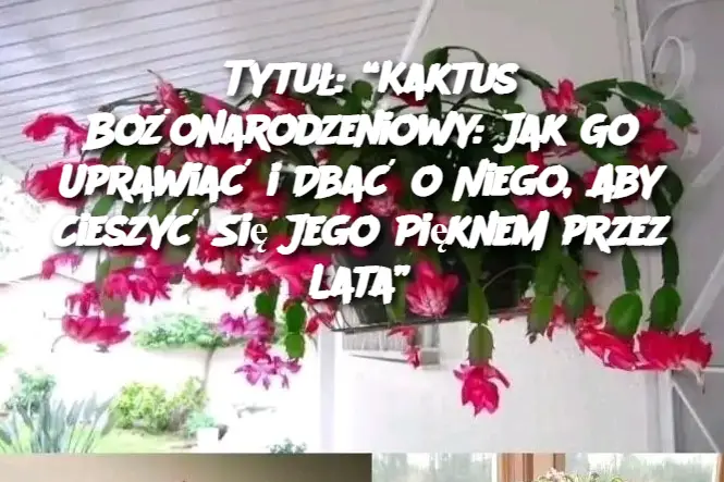 Tytuł: “Kaktus Bożonarodzeniowy: Jak Go Uprawiać i Dbać o Niego, Aby Cieszyć Się Jego Pięknem przez Lata”