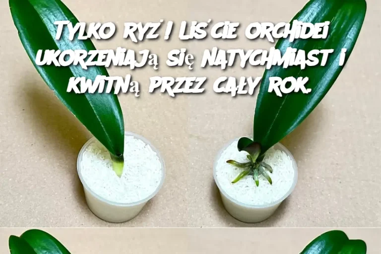 Tylko ryż! Liście orchidei ukorzeniają się natychmiast i kwitną przez cały rok.