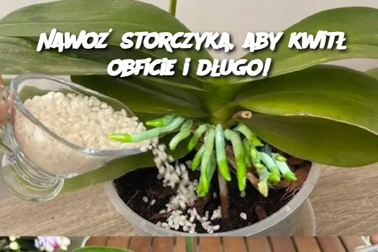 Nawoź storczyka, aby kwitł obficie i długo!