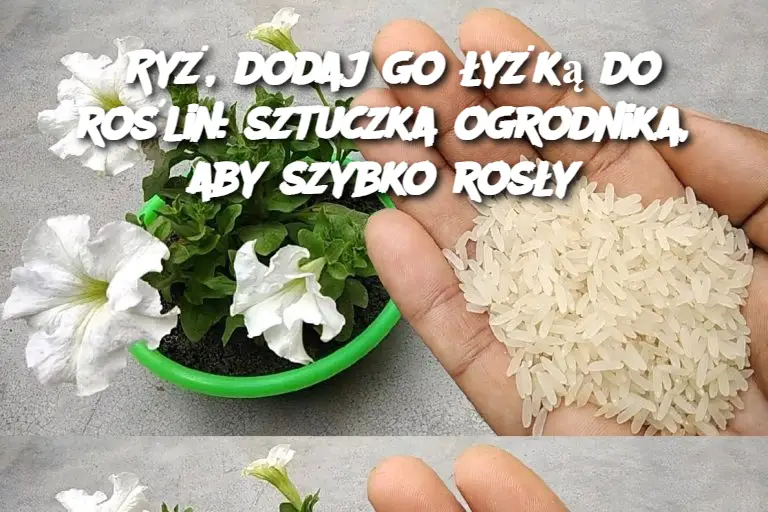 Ryż, dodaj go łyżką do roślin: sztuczka ogrodnika, aby szybko rosły