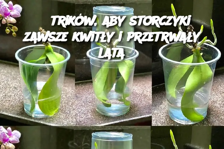 6 trików, aby storczyki zawsze kwitły i przetrwały lata