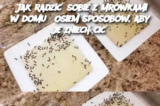 Jak radzić sobie z mrówkami w domu? Osiem sposobów, aby je zniechęcić