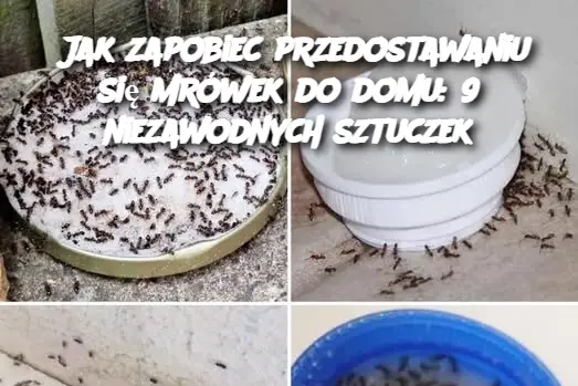 Jak zapobiec przedostawaniu się mrówek do domu: 9 niezawodnych sztuczek