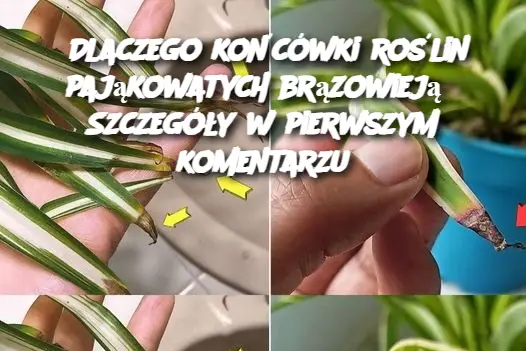 Dlaczego końcówki roślin pająkowatych brązowieją? Szczegóły w pierwszym komentarzu