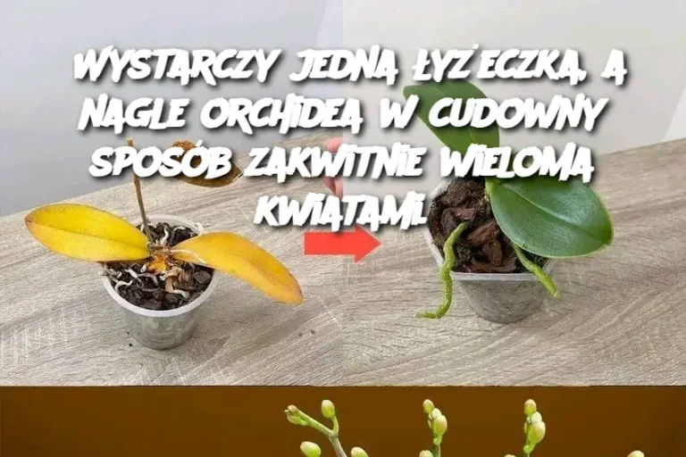 Wystarczy jedna łyżeczka, a nagle orchidea w cudowny sposób zakwitnie wieloma kwiatami.