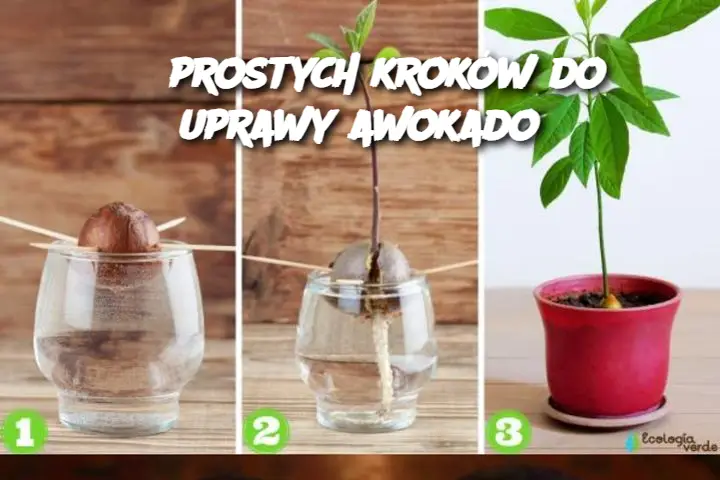 5 prostych kroków do uprawy awokado