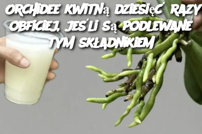 Orchidee kwitną dziesięć razy obficiej, jeśli są podlewane tym składnikiem