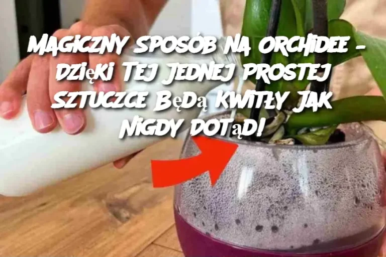 Magiczny Sposób na Orchidee – Dzięki Tej Jednej Prostej Sztuczce Będą Kwitły Jak Nigdy Dotąd!