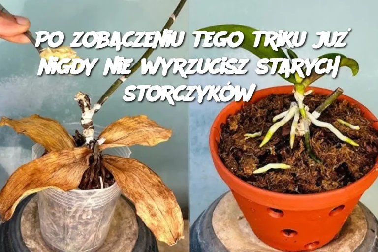 Po zobaczeniu tego triku już nigdy nie wyrzucisz starych storczyków