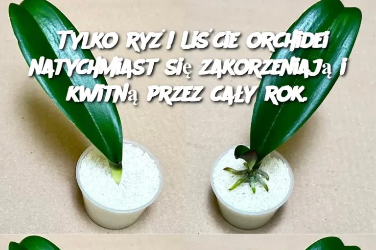 Tylko ryż! Liście orchidei natychmiast się zakorzeniają i kwitną przez cały rok.