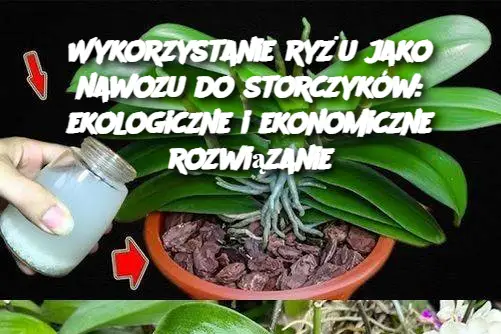 Wykorzystanie ryżu jako nawozu do storczyków: ekologiczne i ekonomiczne rozwiązanie