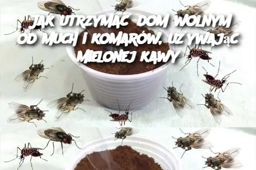 Jak utrzymać dom wolnym od much i komarów, używając mielonej kawy