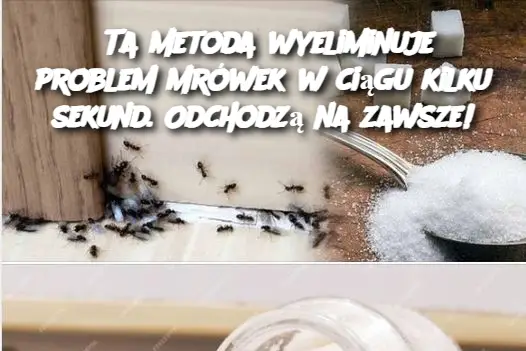 Ta metoda wyeliminuje problem mrówek w ciągu kilku sekund. Odchodzą na zawsze!