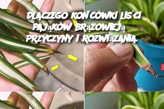 Dlaczego końcówki liści pająków brązowieją? Przyczyny i rozwiązania.