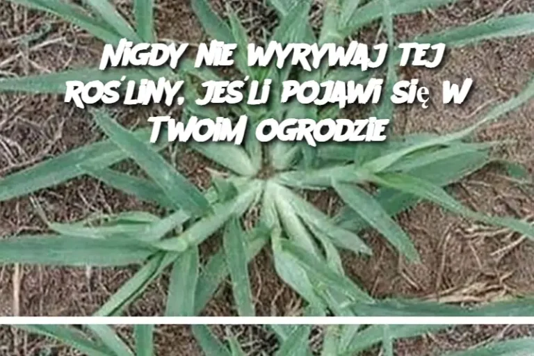 Nigdy nie wyrywaj tej rośliny, jeśli pojawi się w Twoim ogrodzie