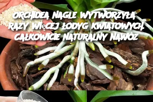 Orchidea nagle wytworzyła 5 razy więcej łodyg kwiatowych. Całkowicie naturalny nawóz