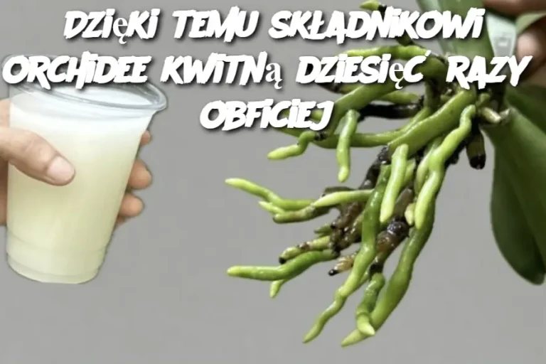 Dzięki temu składnikowi orchidee kwitną dziesięć razy obficiej