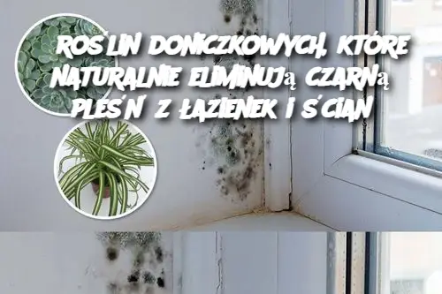 6 roślin doniczkowych, które naturalnie eliminują czarną pleśń z łazienek i ścian