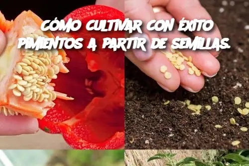 Cómo cultivar con éxito pimientos a partir de semillas.