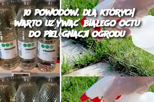 10 powodów, dla których warto używać białego octu do pielęgnacji ogrodu