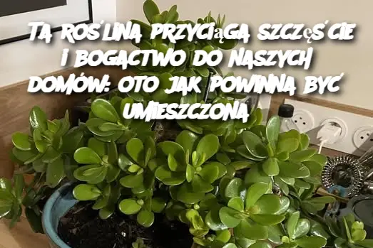 Ta roślina przyciąga szczęście i bogactwo do naszych domów: oto jak powinna być umieszczona