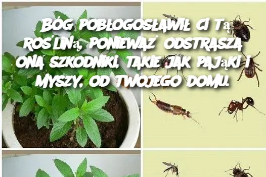 Bóg pobłogosławił ci tą rośliną, ponieważ odstrasza ona szkodniki, takie jak pająki i myszy, od twojego domu.