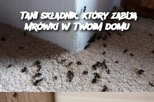 Tani składnik, który zabija mrówki w Twoim domu