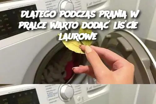 Dlatego podczas prania w pralce warto dodać liście laurowe