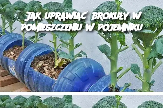 Jak uprawiać brokuły w pomieszczeniu w pojemniku