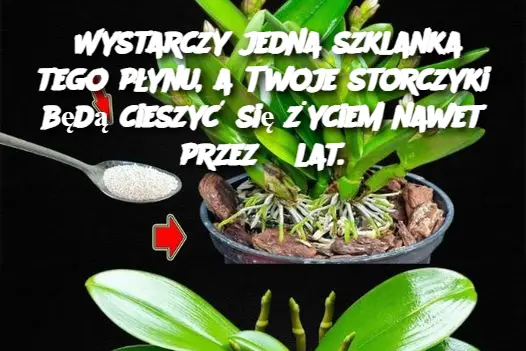 Wystarczy jedna szklanka tego płynu, a Twoje storczyki będą cieszyć się życiem nawet przez 5 lat.