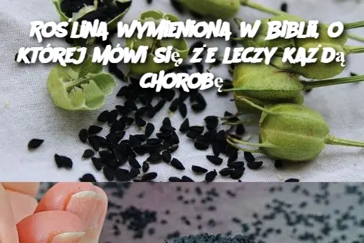 Roślina wymieniona w Biblii, o której mówi się, że leczy każdą chorobę