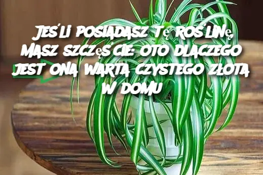 Jeśli posiadasz tę roślinę, masz szczęście: oto dlaczego jest ona warta czystego złota w domu