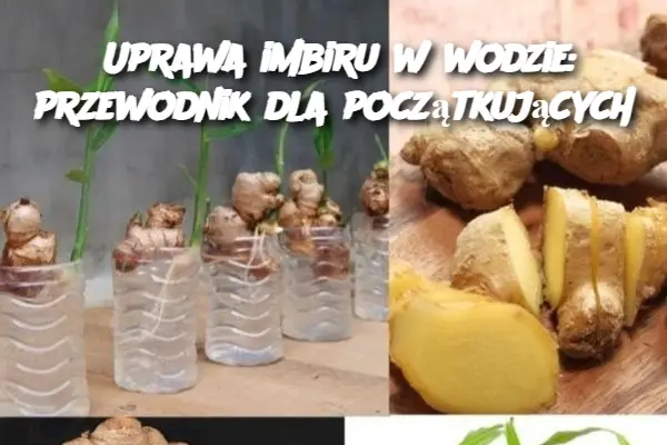 Uprawa imbiru w wodzie: przewodnik dla początkujących